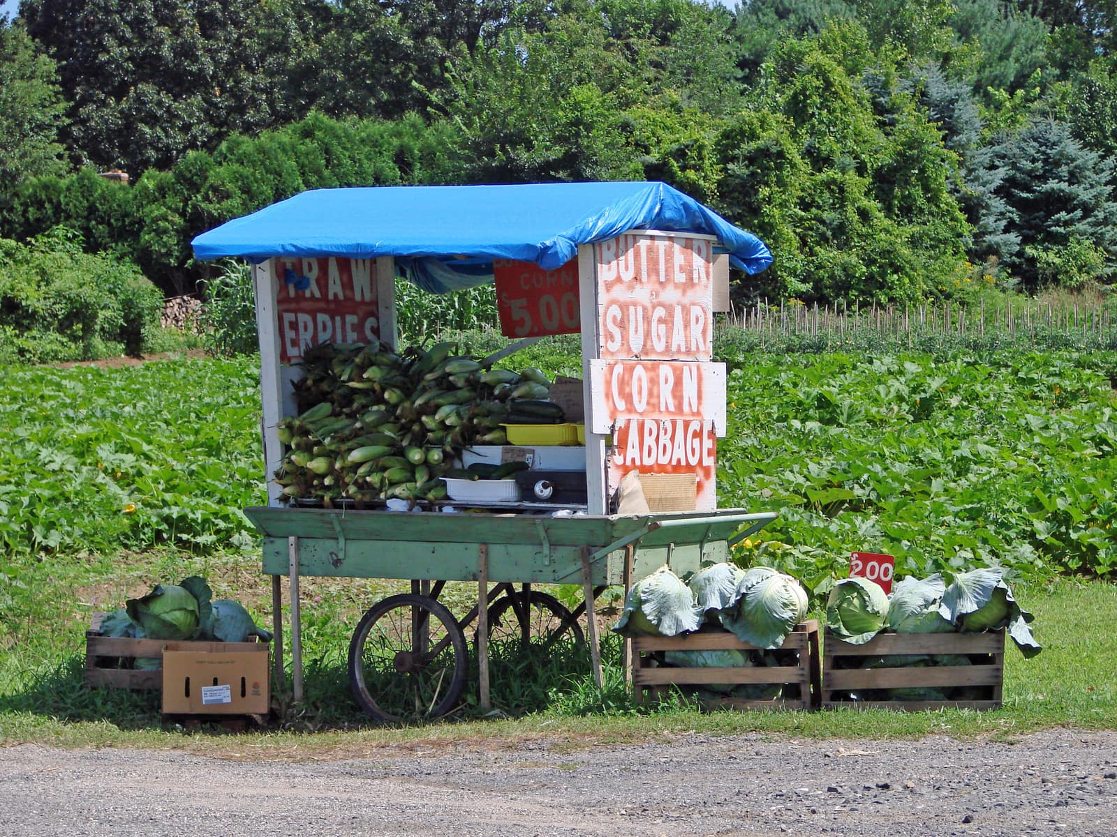 A farm stand cart piled with sweet corn and cabbages, with hand-painted signs, beside the field